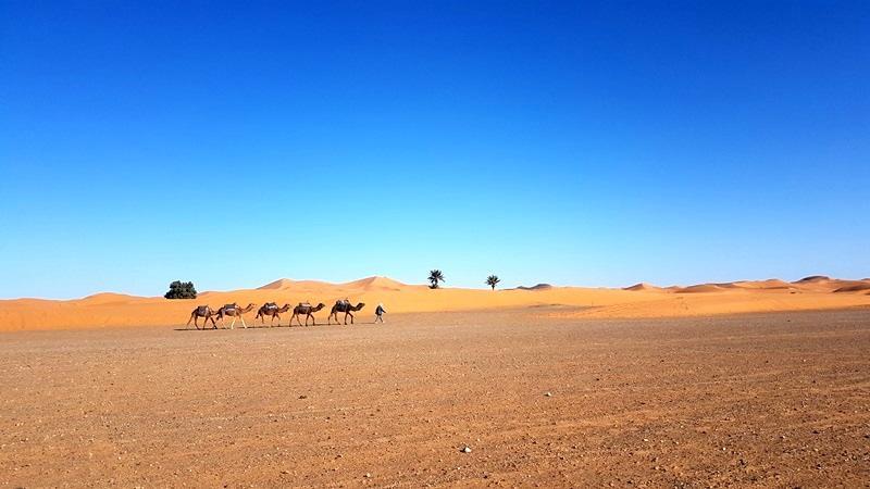 Camp Sahara Holidays M'Hamid Dış mekan fotoğraf