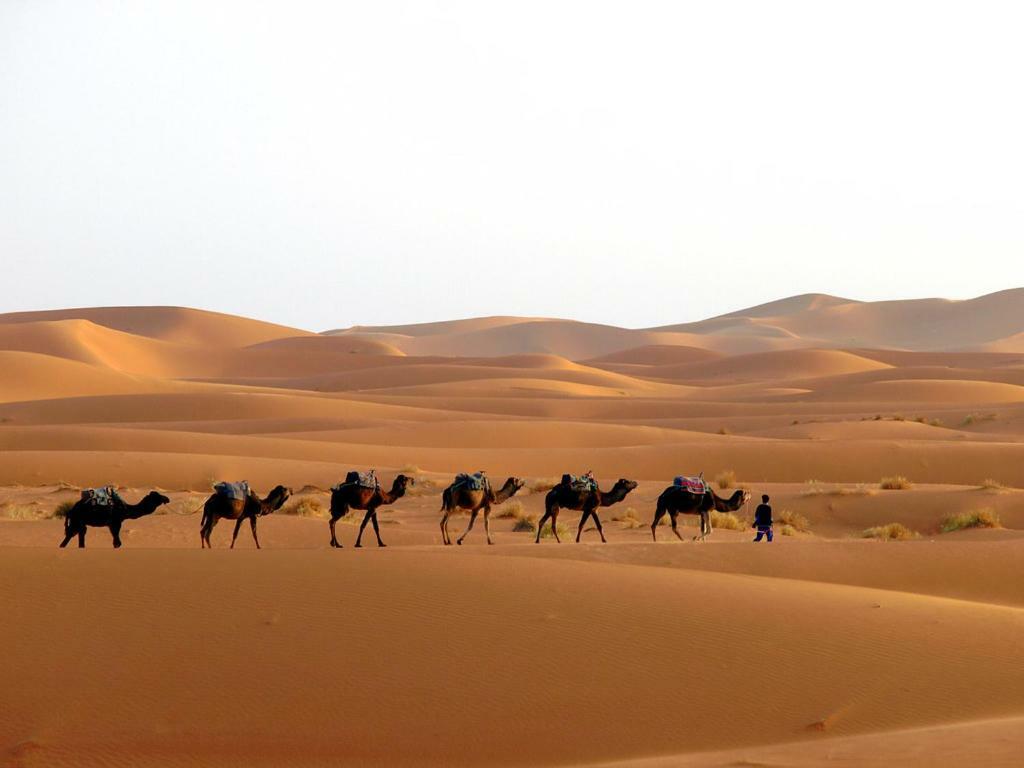 Camp Sahara Holidays M'Hamid Dış mekan fotoğraf
